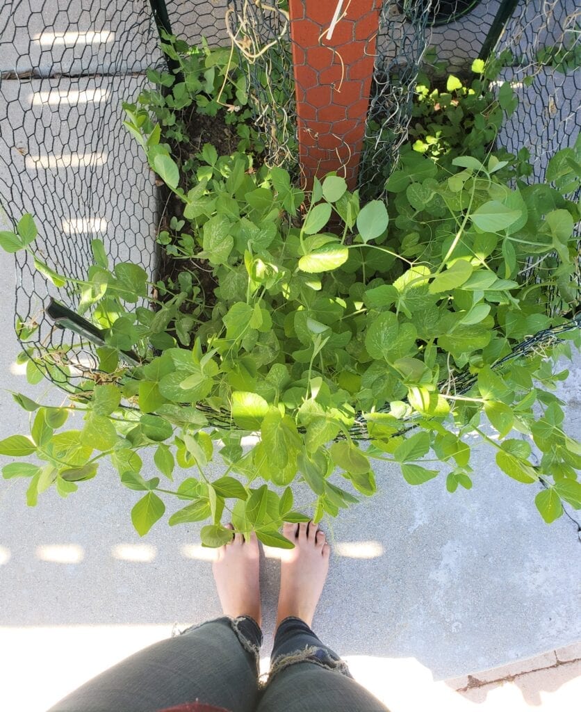 Sugar Snap Pea plant