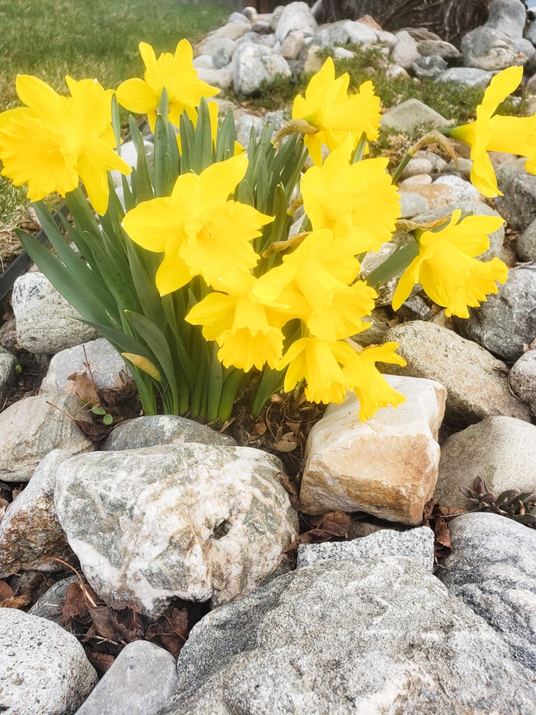 Daffodils